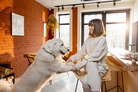 Young woman playing with her white dog while sitting in the modern living room, spending time together with pet during the morning time at home